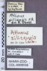 Etiketten zu Athous silicensis (NHMW-ZOO-COL-0008556)